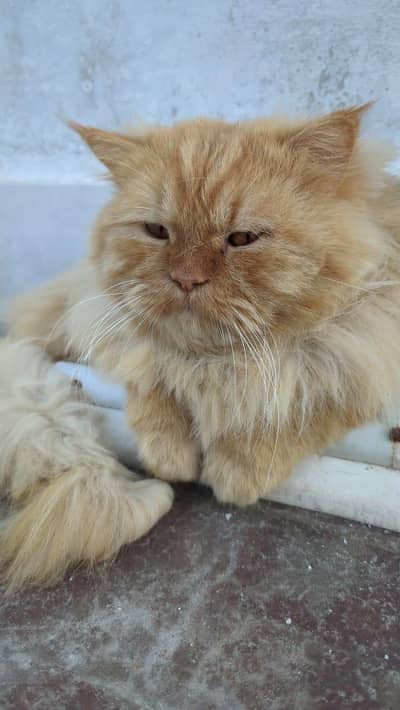 Cats Available for Adoption