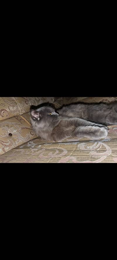 grey persion cat fully trained age 1.5 year litter trained