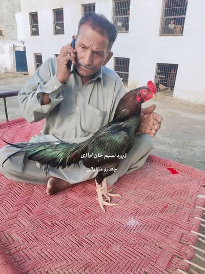 Mushka Lasni Aseel Mianwali