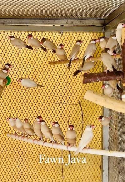 Fawn Java breeders colony