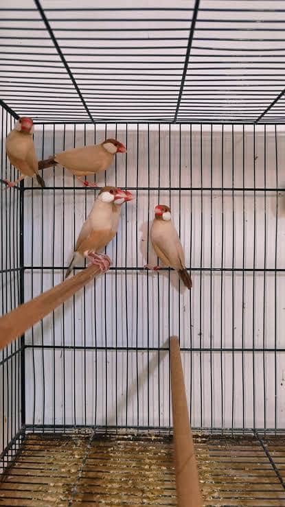 Fawn Java breeders colony 2