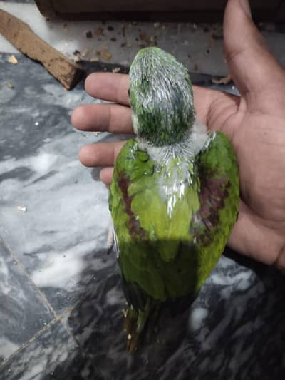 raw parrot