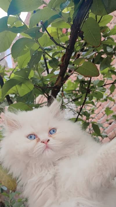 Persian Cat