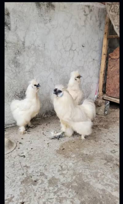 Silkie female blue ear and five fingers