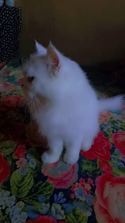 breder pair han bilkul ok han vaccination hoavi ha