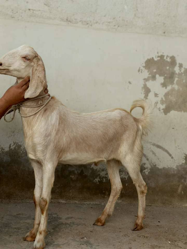 2 dant khassi Bakra 0