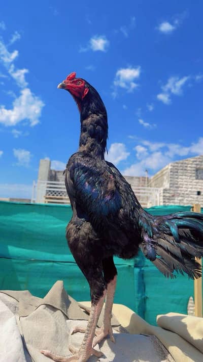 Muska Aseel  Bnd jor