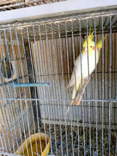 Cream Cockatiel pairs