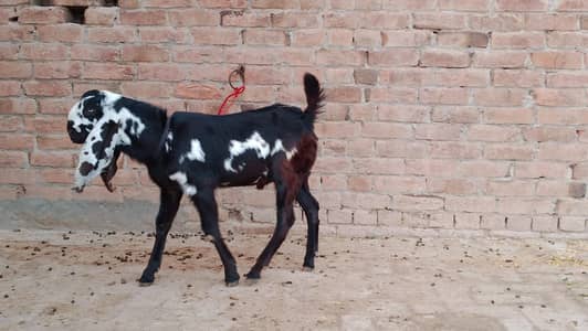 bakra