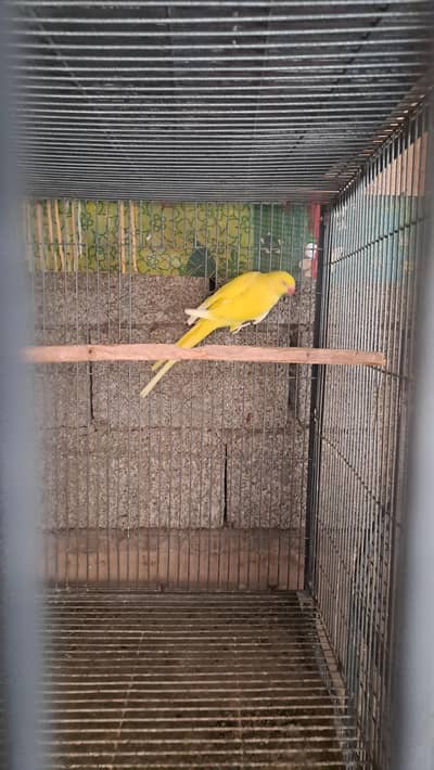 yellow ringneck