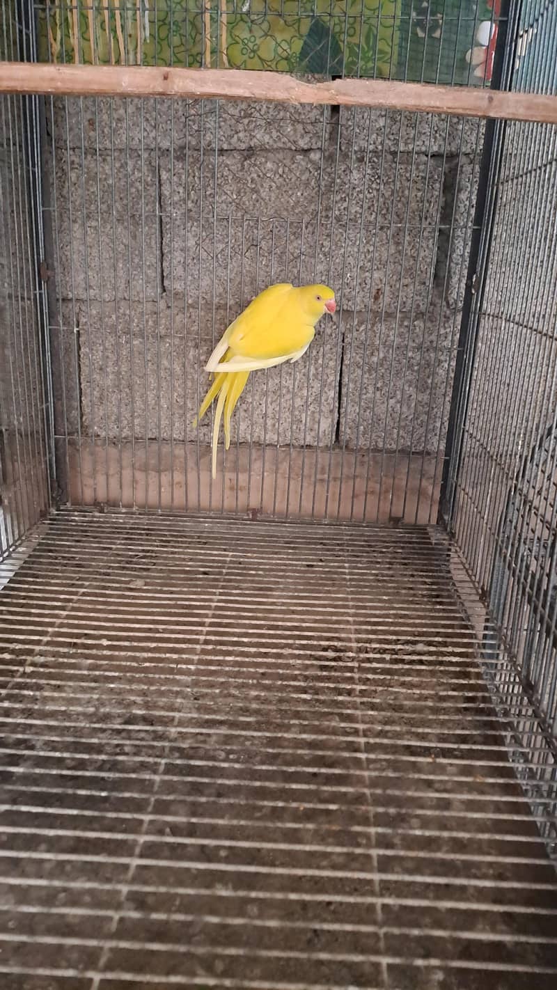 yellow ringneck 1