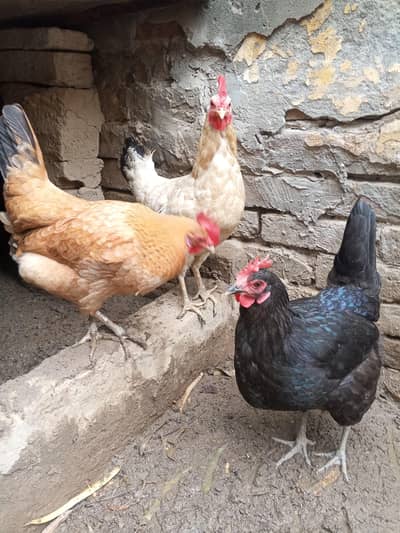 two dessi one australorp murgi (All eggs lying ) include with cage