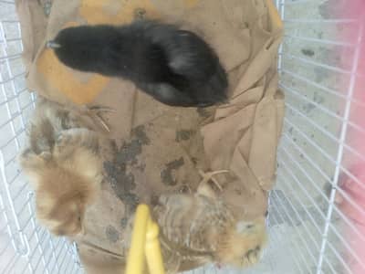 kurak wal special hen hy or is Kay nichay 3 fertile egg bi hy sat ma 2