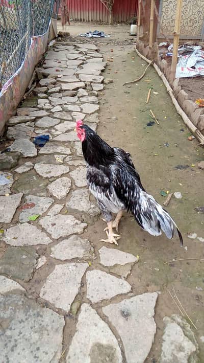 Aseel murga , Aseel chicks & Desi  Eggs