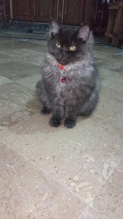 “Beautiful Persian Mix Kittens for Sale”