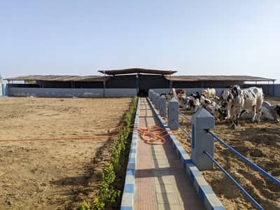 Cattle farm
