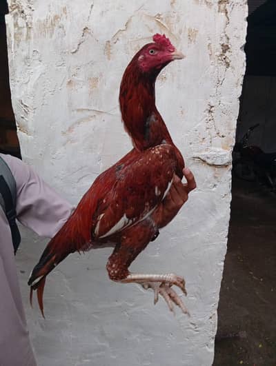 Pure aseel pila mianwal home breed patha.