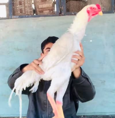 AR SHAMO HIGH QUALITY  CHICKS 03104754019 whatsapp