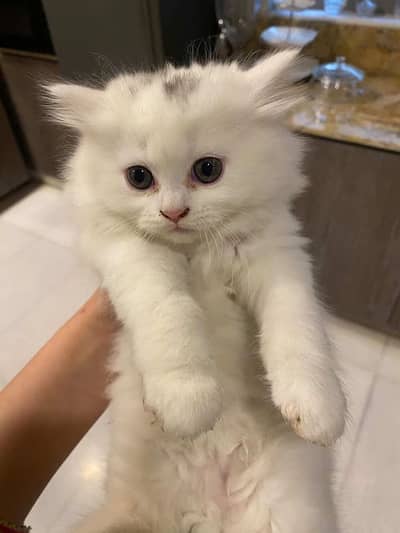 Persian cat