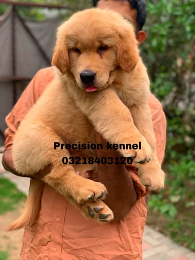 Golden retriever pedigree imported puppies are available for sale
