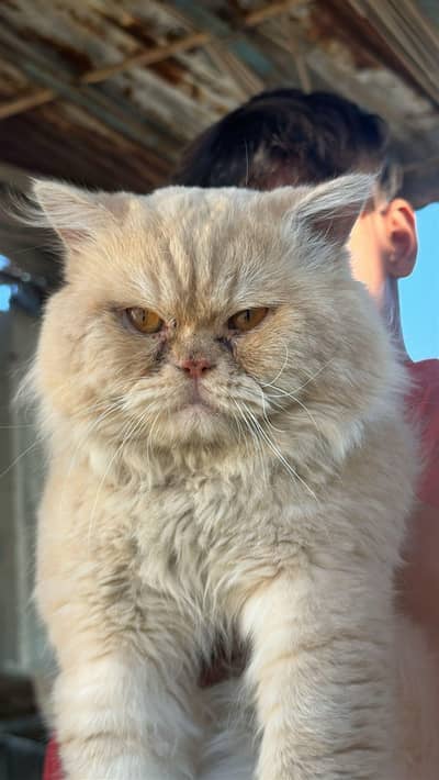 Persian male Cat