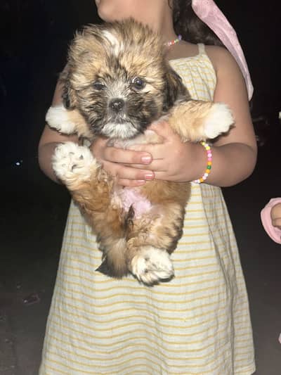 Shihtzu female puppy 03075273683
