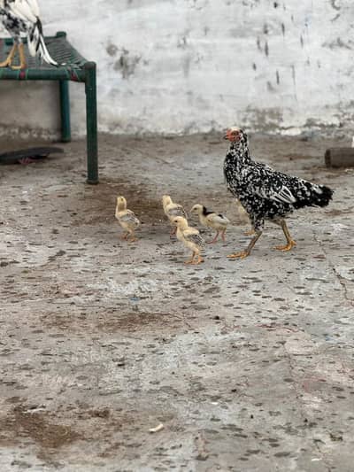 Astrolop and Mianwali aseel chicks