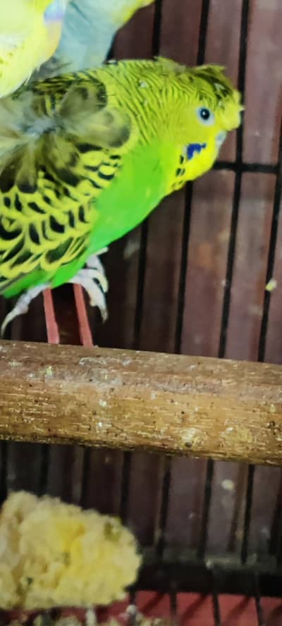 Budgie defective piece for free