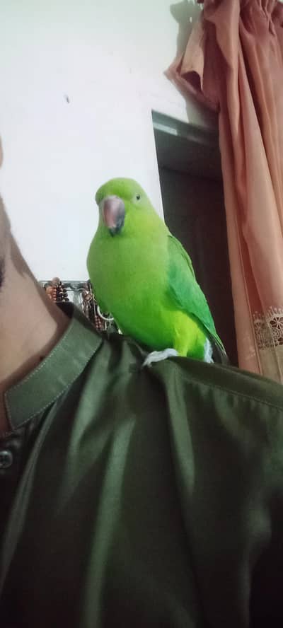 Healthy ringneak female parrot