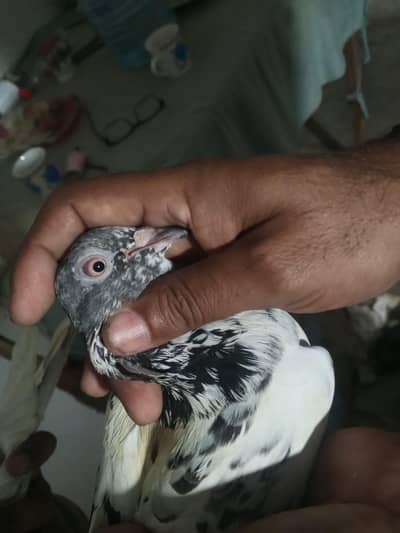 lakha male golden male available 03113107066