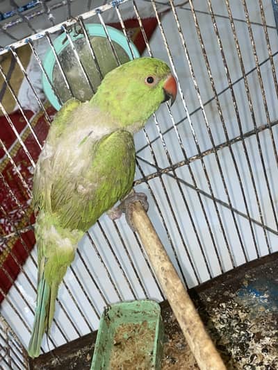 Green Female Parrot