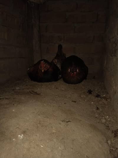 Aseel murga or murge  pair  ha shat ma 2 dasi murgiya ha