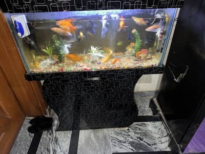 | Fish Aquarium | Fish Tank | Glass Aquarium | Aquarium For Sale