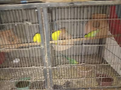 budgies and albino for sell