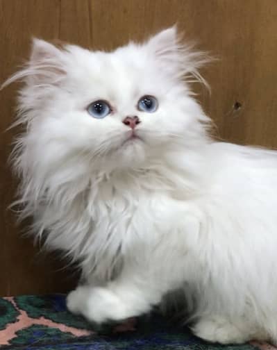 White persian kittens 0/3/0/1/4/7/3/3/7/8/6
