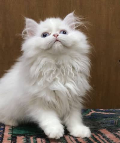 Blue eyes White persian kittens 0/3/0/1/4/7/3/3/7/8/6