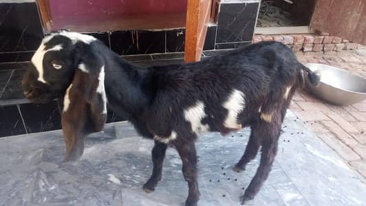 Desi Betal bakra for sale