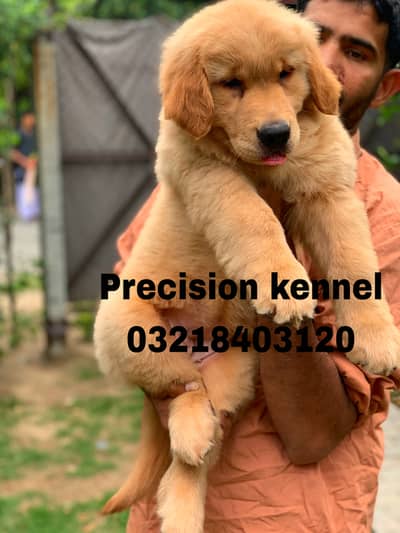 Pedigree Golden Retriever puppies available for sale
