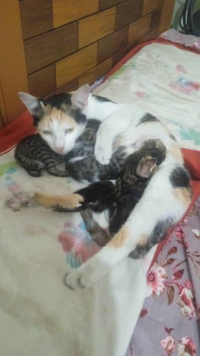 Stray cat alongwith 03 kittens
