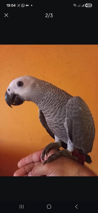 african grey parrot self chick each 155k