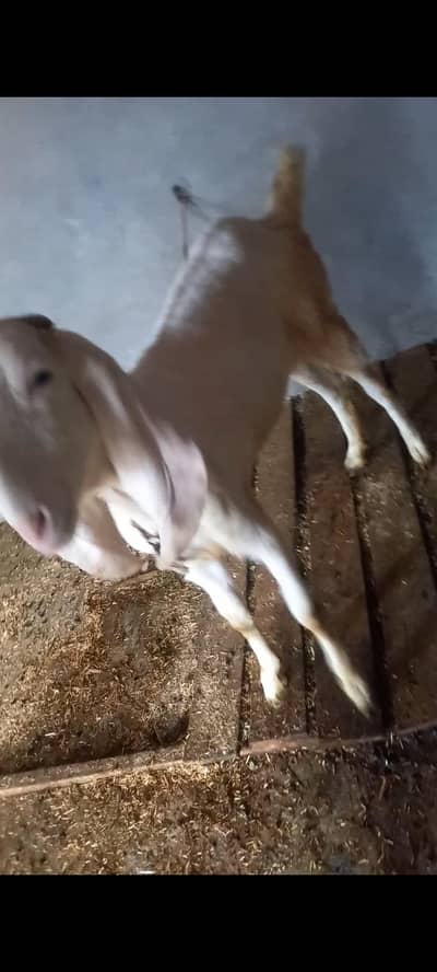 Raja Budhi Bakri for sale 03251126163