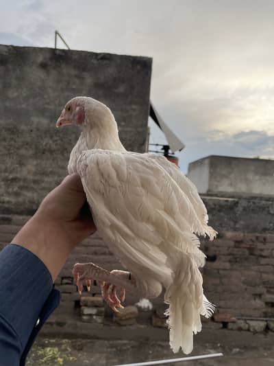 Paper white hira male available