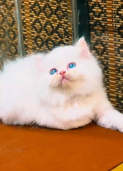 Cat Persian Persian kittens Blue eyes long hair 03/40\58/786\97:⁠-⁠|