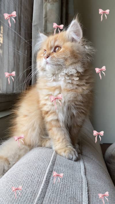 Persian Cat for Sale – Pure Breed & Fluffy