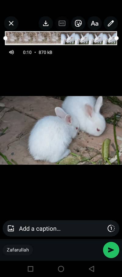 New Shelter Beautiful Bunnies
