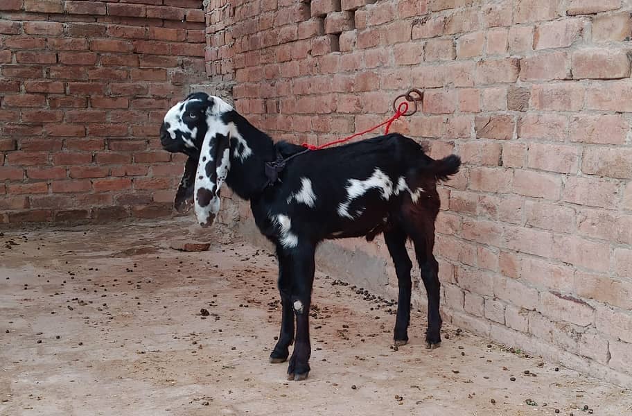 breeder nesaal ka Bakra 0