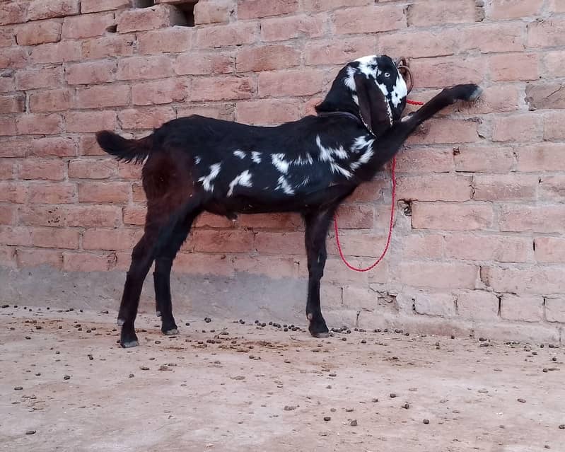 breeder nesaal ka Bakra 1