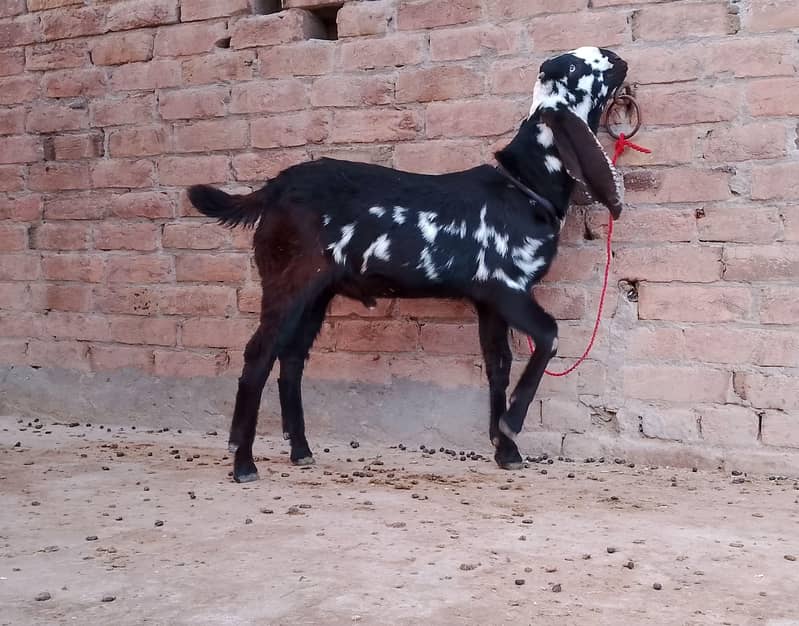 breeder nesaal ka Bakra 3