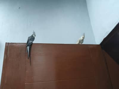 1 pair and 2 males pair is Tamed and  lookafter carefully