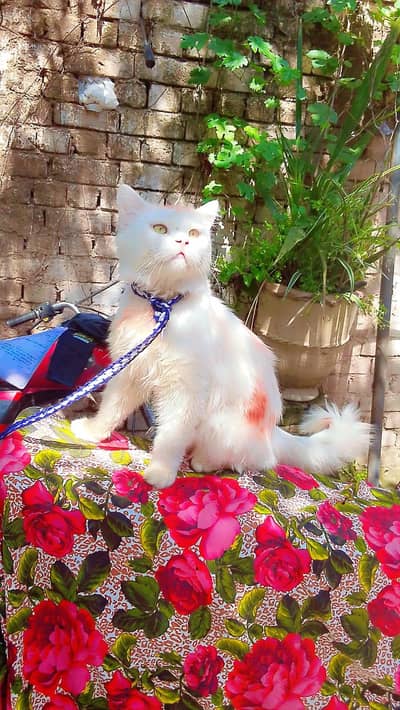 persion cat for sale